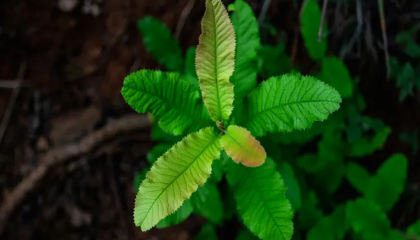 برامج دعم صغار المزارعين